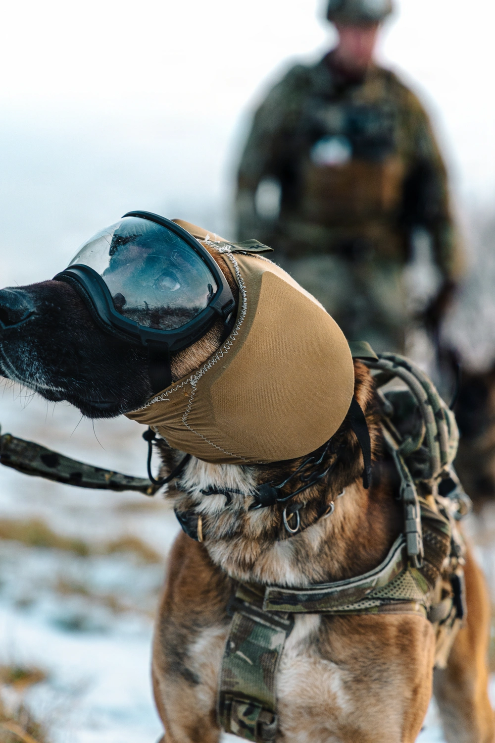 SouthComK9 working dog in tactical goggles and harness, handler kitted in the background