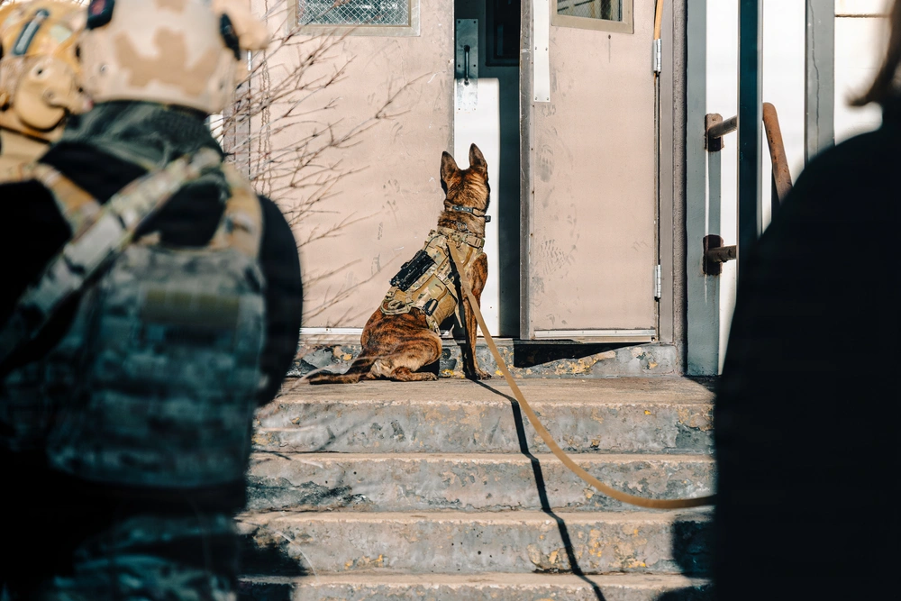 SouthComK9 working dog staged on entry steps beside kitted handlers during a training run